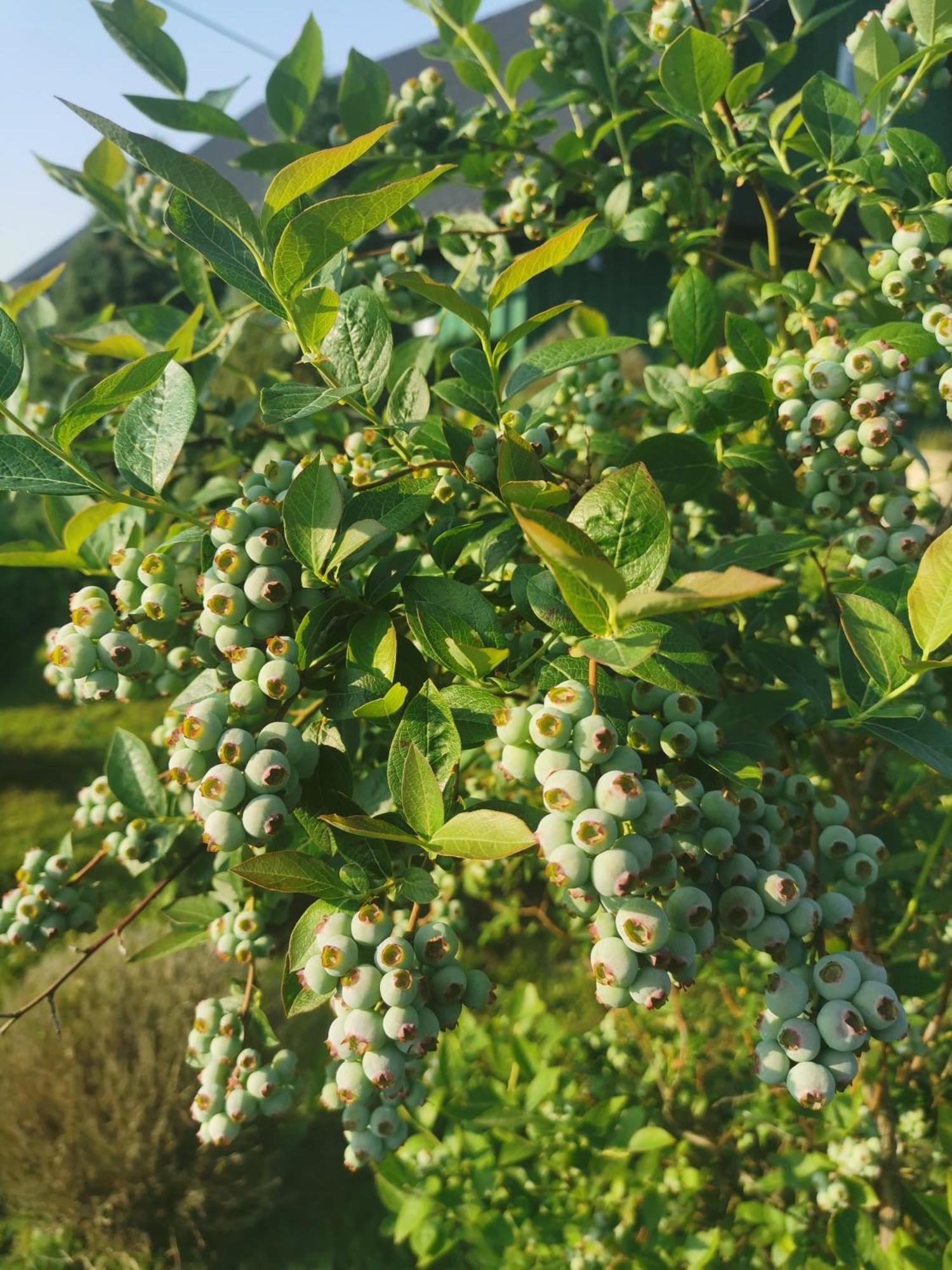 Zielony Zakatek Ciezkowice Exterior foto
